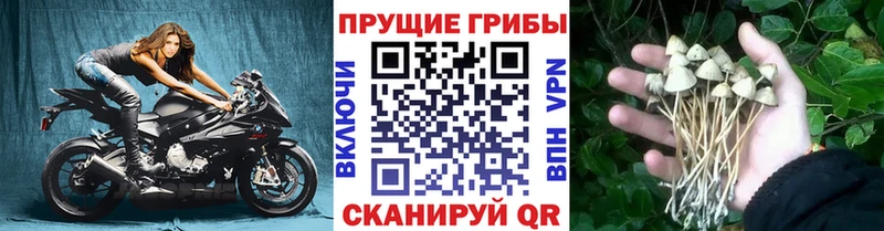 Галлюциногенные грибы мухоморы  Купить где  Ковылкино 